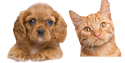 Dog and Cat